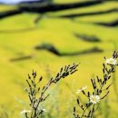 햇사레목장 이미지