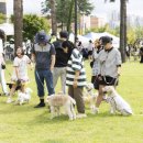 올바른 반려견 보호자 교육 이미지