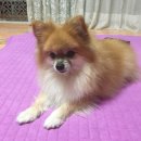 간식주개 이미지