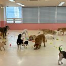 새마을 유치원 네이버블로그
