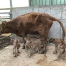 쌍둥이축산 이미지