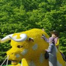 일산꽃축제 고양국제 꽃 박람회 고양시꽃축제 일산호수공원꽃축제 주차장가는길 방문후기