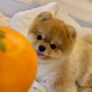 초밥제이 발산점 네이버블로그