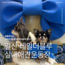 더블루 | 일산 애견동반 카페 테일더블루 후기｜주차 4시간 무료 , 실내 야외 운동장 모두 있는 깔끔한 강아지 카페