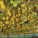 소랑다래랑 이미지