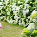 카멜리아힐 이미지