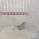 더펫샵 | 김해 장유 율하 소동물샵 모찌펫샵 방문 후기 | 귀여운 토끼와 피그미다람쥐까지 만나는 힐링 공간