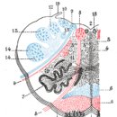 Rostral ventromedial medulla 이미지