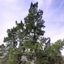 향나무로 이미지