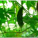 여주-1020 이미지