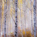 자작나무 이미지