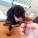 뉴독