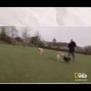 The Dog Whisperer - Horrible Hounds of the UK (The Jack Russells & Dalmatian) 이미지