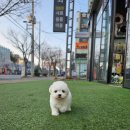 뱃살야옹 이미지