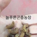 포항곤충농장 이미지