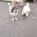 내 강아지의 봄 일산애견유치원&애견호텔 이미지