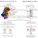 에스티팜(주) - 7732 | 에스티팜(주)