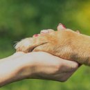 펫119 이미지
