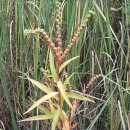 야생화답사 이미지