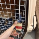 문산 동물병원 | [유기견 봉사 후기] 카라더봄센터 로비 봉사 / 봉사신청하는 방법 / 파주 유기견보호센터 / 3년 째 가는...