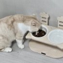 사료 안에 간식이 들어있다고요? 캣잇 더블퓨전 2주 급여 후기