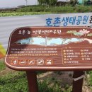 호촌늪 이미지