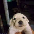 🍯팁엔 🐶추야🔥🩷/네일 국시 원패스 후기/ 독학 가능?/재료추천/휘경동 시험후기