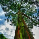 세계에서 가장 장대하고 아름다눈 나무 이미지