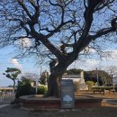 표선초등학교 이미지