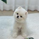 우신펫샵 이미지