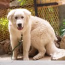 지 동물병원 이미지