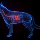 연수동물메디컬센터 이미지