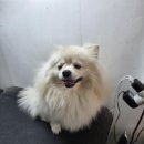 주견야DOG 이미지