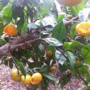 현철농장 이미지