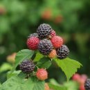 메디컬월드뉴스 | 루버스오일(복분자씨 오일) 효능과 부작용, 해외 Rubus Oil과 무엇이 다른지 제대로 알아보기
