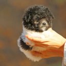 퍼피 비비드 이미지