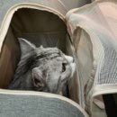 대구혁신메디컬 동물병원 이미지