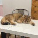 고양이별 캣 카페 이미지