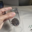 숲놀이 지도사 이미지