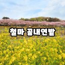 연밭 | [부산]숨은 벚꽃+유채꽃 명소 곰내연밭 실시간 4/12후기