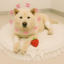 못된강아지 | 강아지 수컷 중성화 수술 후기 | 대형견 수술 잘하는 분당 동물병원
