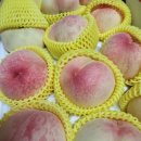 요니픽스 | 요니팜스 후기 : 과즙 한가득 쫀득말랑 백도 복숭아 🍑
