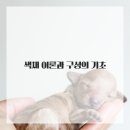 아크릴화 입문 네이버블로그