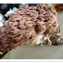 싸리버섯의 종류와 효능 이미지
