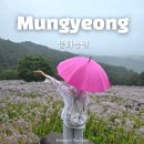문경마켓 찬미네농원 | 문경여행 비올때 문희농원 개미취 축제 개화상황