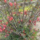 죽향초등학교 이미지