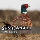 春雉自鳴(춘치자명) 이미지