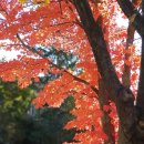 뒷뜰이예쁜집 이미지