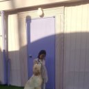 댕댕이 머리방 이미지