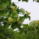 5월 13일의 꽃은 '백합나무(Yellow poplar)' 이미지